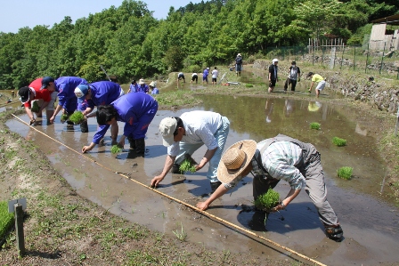 田植え.JPG